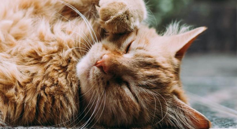 Honnan tudja a macskád, hogy mindjárt hazaérsz?