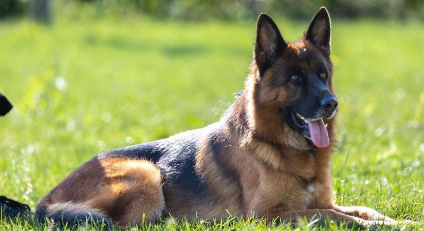 Átnéztünk vagy hatféle előrejelzést – ragyogó napsütés lesz, kutyasétáltatáshoz ideális!