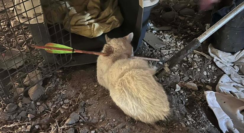 Nyíllal átlőtt cicát találtak Debrecenben