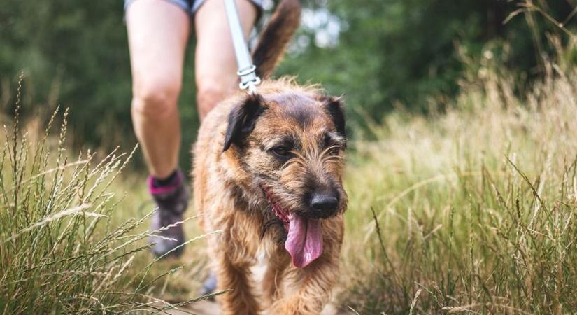 Győri kutyatartók figyelem, fontos határidő közeleg!