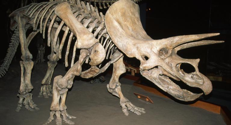 Nemsokára licitre bocsátanak egy dinoszaurusz-csontvázat