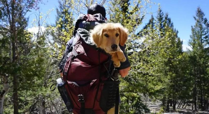 Top 5 kutyás kirándulóhely Fejér megyében – ide érdemes elvinni négylábú társunkat