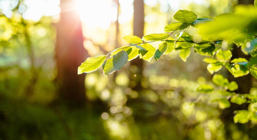 Orvosmeteorológia: hihetetlen tavasz állít be vasárnap