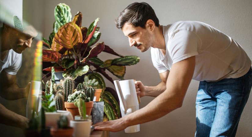 6 öntözési hiba, amely lassan tönkreteszi a szobanövényeidet