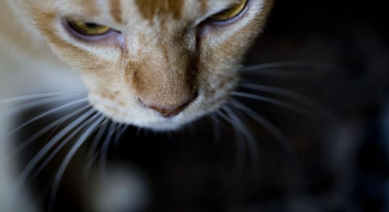 Nyilas Misi története: túlélte a lövést, de hosszú gyógyulás vár a debreceni kandúrra