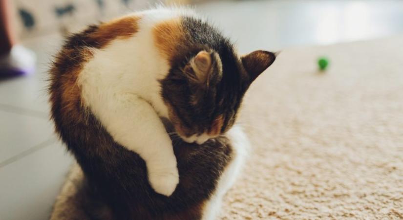 Ezért mosakszik azonnal a cicád evés után