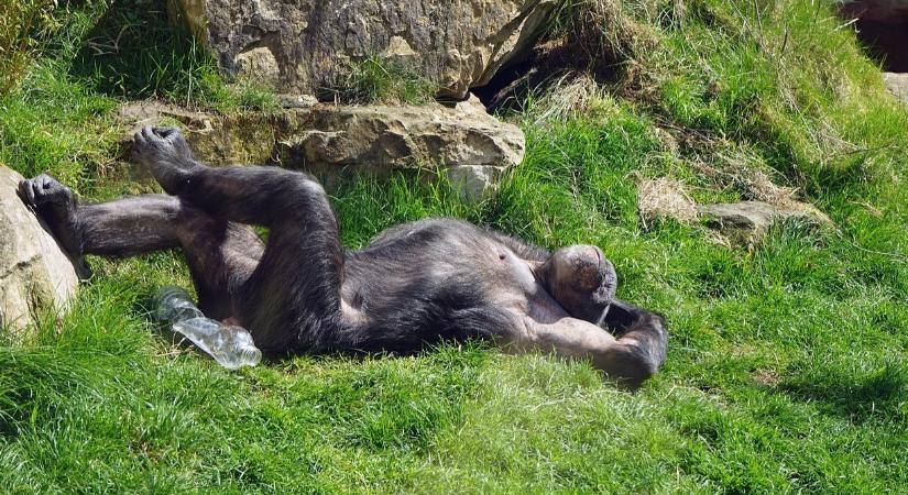 A csimpánzok imádnak becsiccsenteni