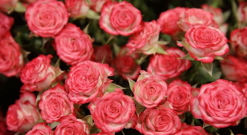 A nők, akik teljessé teszik az életünket