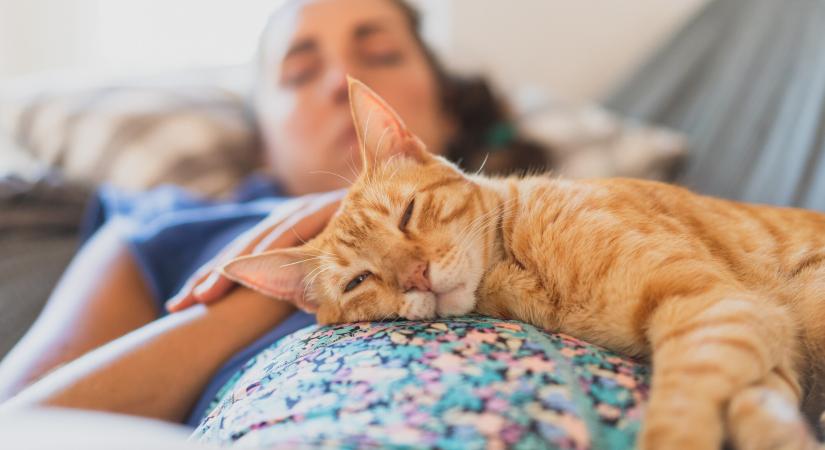 Ezekből az apró jelekből érezheted, hogy a macskád szeret téged