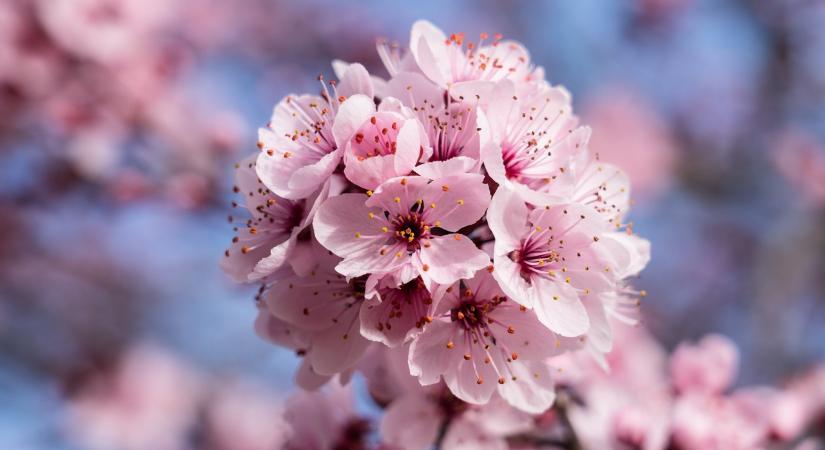 Időjárás március 8–15. – Napsütésben fürdőzhetünk a jövő héten