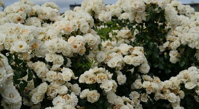 10 álomszerű virág, amivel becsempészheted a Pantone év színét a kertedbe