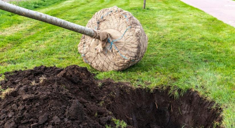 Kétszázezer fát ültettek el a Nemzeti Faültetés Napján