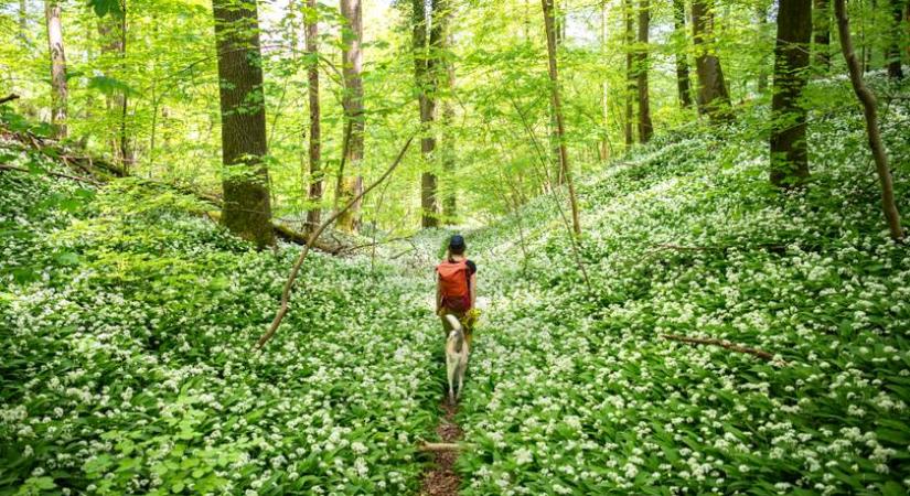 Ezeken a hazai kirándulóhelyeken mesebeli az ébredő természet: mutatjuk a legszebb tavaszi útvonalakat