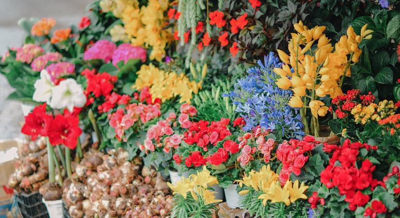 Itt a nőnap, mutatjuk, milyen üzenetet hordoz a 7 legnépszerűbb virág