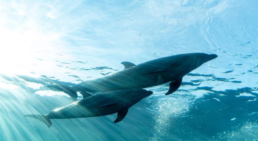 Hogy kerül a tévéd a nappaliból a tengerbe? Delfinek agyában képernyőkből származó mérgeket találtak