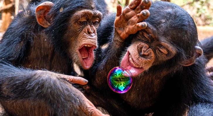 Ma már nem lát aranyosabbat a buborékfújóval parádézó csimpánzoknál