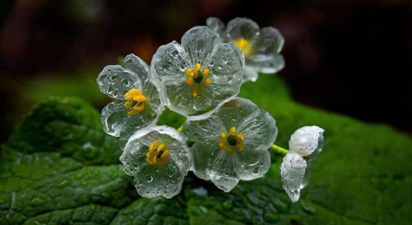 Növényfelismerő kvíz: Csak a legnagyobb virág barátok ismerik fel a képen szereplő csodát!