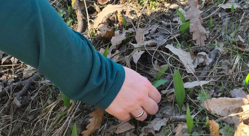 Zacskót a zsebbe! Indul a medvehagyma vadászat Tolna erdeiben