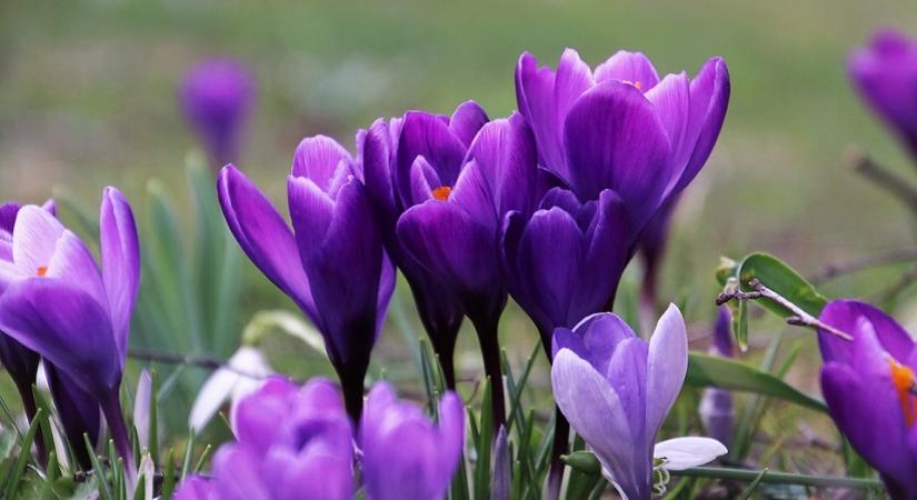 Hol bukkanhatnak fel a NAV revizorai március második hetében?