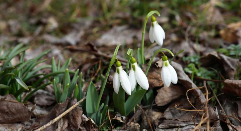 Itt van egyhetes előrejelzés – Kiderül, milyen idő lesz március 15-én