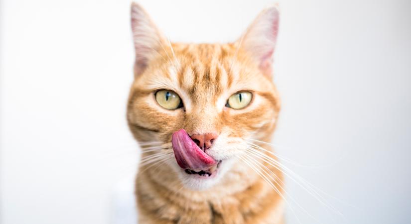 Kamerát szerelt a macskájára ez a gazdi: ezért követik egymillióan a cica kalandjait (videó)