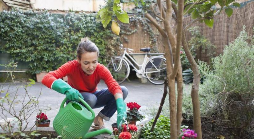 Nem nő gyom a virágok között, ha így ülteted: egyszerű kerti trükköt mutatott a tiktoker