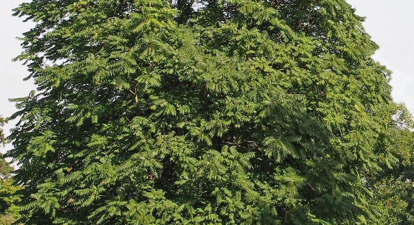 Mirigyes bálványfa