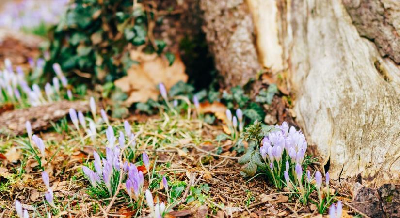 Csapadék kizárt: folytatódik a kellemes tavaszi idő a nőnapon is
