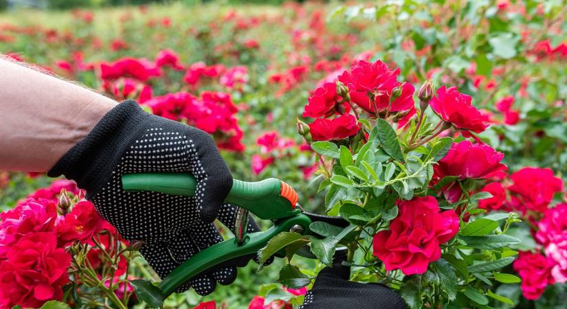 Ha most így metszed meg a rózsát, egész nyáron ontani fogja a virágokat