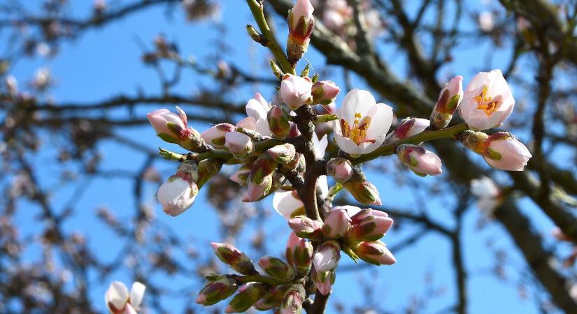 Kora tavaszi mandulavirágzás a Balatonon - Csodaszép olvasói fotókat mutatunk