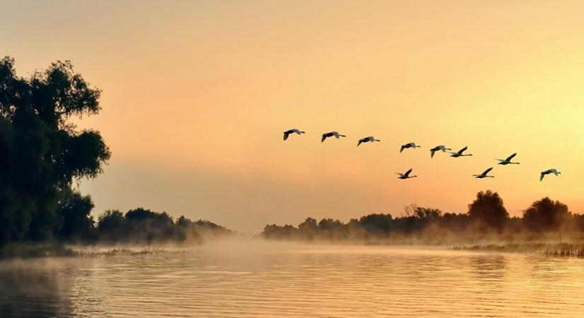 Veszélyben a Duna és a hazai földek: Megállíthatatlanul terjednek a betolakodók?