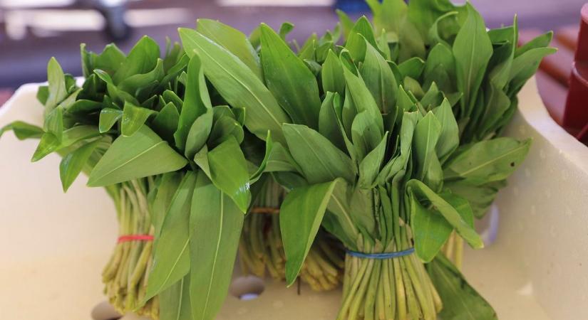 Mellényúlsz és meghalsz – a medvehagyma gyűjtése nem veszélytelen! Mutatjuk, mire figyelj!