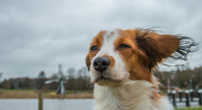 Felhősebb kezdés, majd napsütés és erősödő szél
