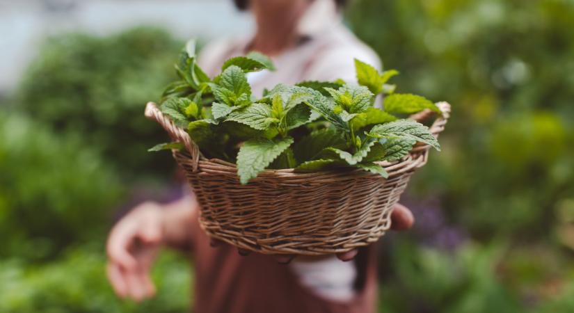 Antibakteriális és gyulladáscsökkentő ez a növény, a kertedben is ott van
