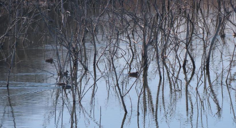 Szomorú látvány a téglagyári tavaknál: kiszáradóban a madarak élőhelye – videóval