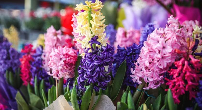 Sokszor már egy apró figyelmesség is nagy örömet tud okozni – Így vélekednek a pécsiek a nőnapról (VIDEÓ!)