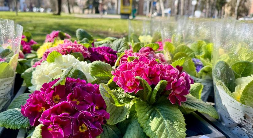 Ha nem is lesz zavartalan a napsütés nőnapon, a hölgyek majd beragyogják nekünk!
