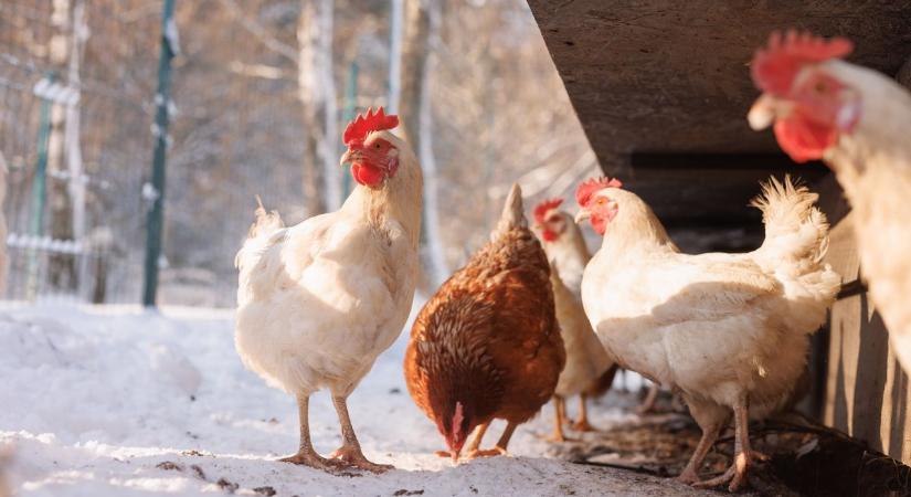 Ez a vasi falu élen járt a tojás- és baromfibegyűjtési versenyben - videó