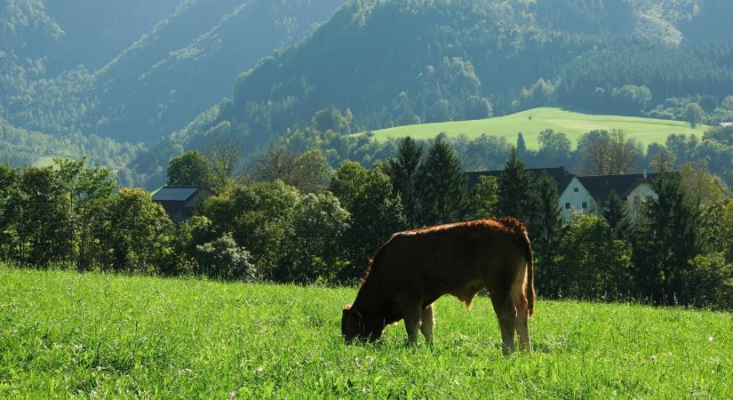 Lebuktatta a műhold: olyan helyen zöldült ki a határ, ahol eddig nem gondoltuk
