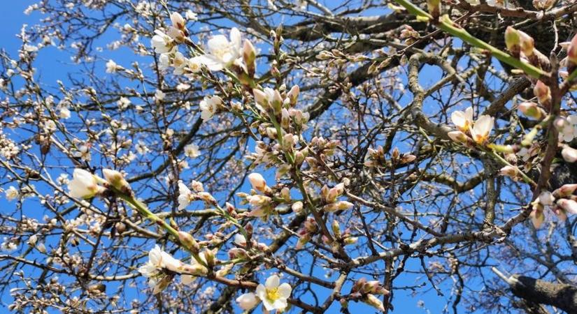 Vészharang a pollenszezonban: a korai virágzás veszélyei!