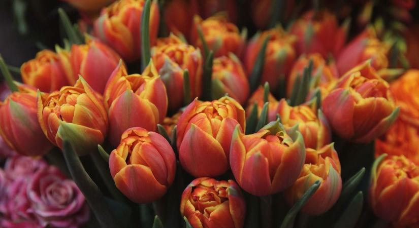 Van, aki karikagyűrűt kapott, más csak egy virágot, ilyen emlékeket őriznek az egriek a nőnapról