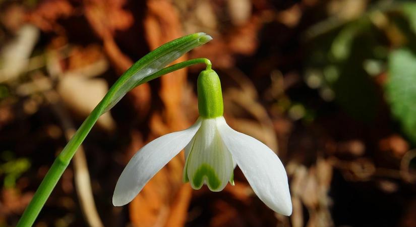 Helló, tavasz! Meteorológia: az átlagosnál 7-8 Celsius-fokkal magasabb volt a hőmérséklet szombaton napközben