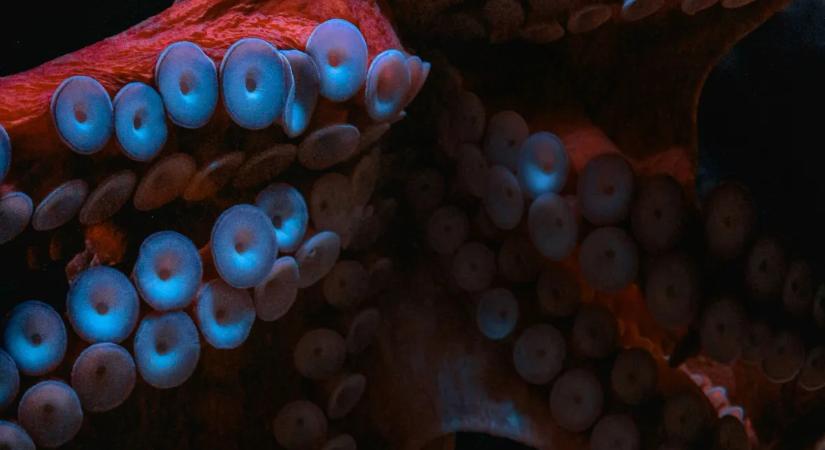 A tudósok mítosznak hitték ezt a veszélyes tengeri szörnyet, amíg videóra nem vették