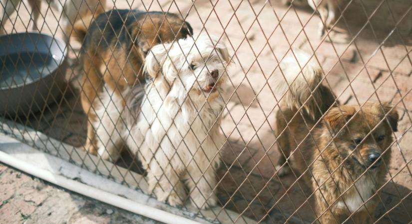 150 milliós beruházás a négylábúakért: új menhely és gyepmesteri telep épül a Balatonnál