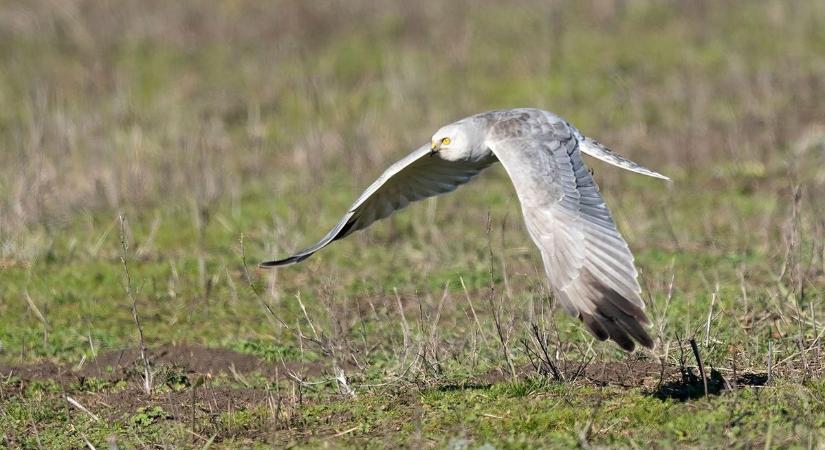 Korai érkező a Hortobágyon: fakó rétihéját figyeltek meg a Kunmadarasi-pusztán