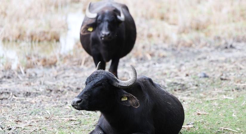 Különleges felvétellel csalogatja látogatóit a halasi vízibivaly rezervátum