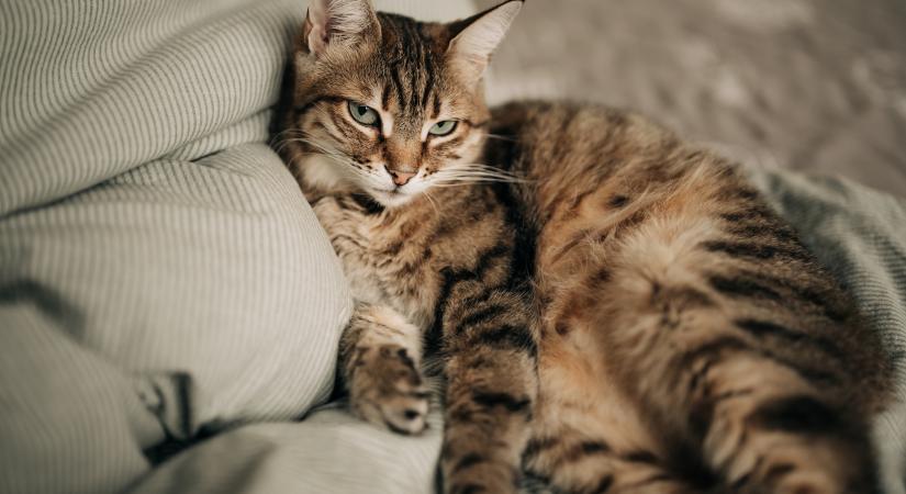 4 tévhit a macskákról, amiben még sok gazdi hisz