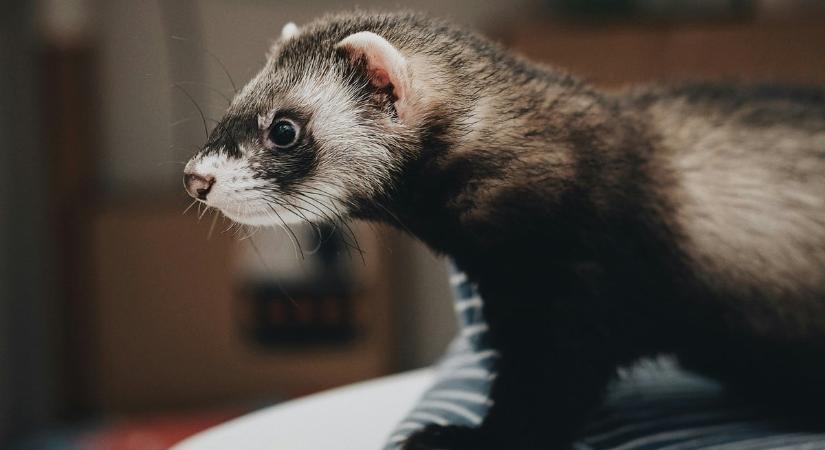 Döbbenetes dolog történt egy óbudai étteremben, vadászgörénnyel siettek a segítségükre