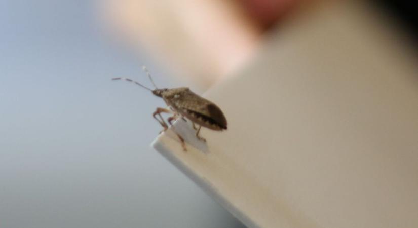 Poloska a lakásban? Rovarszakértőt kérdeztünk, mire számíthatunk idén