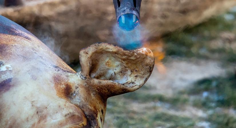 Ritka felvételek: így dolgozzák fel a húst egy igazi disznóvágáson VIDEÓ